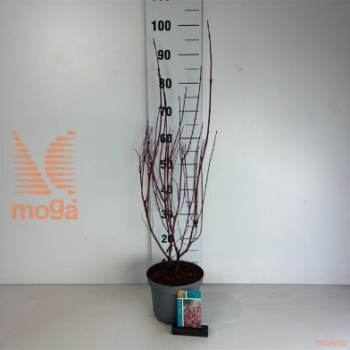http://twentheplant.nl/tsd/61862_COAMIRAC_8P19060080_1.jpg