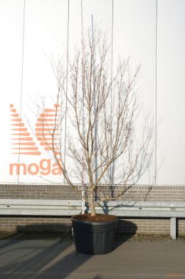 http://twentheplant.nl/tsd/93201_COHONGKO_9C230300350S_1.jpg