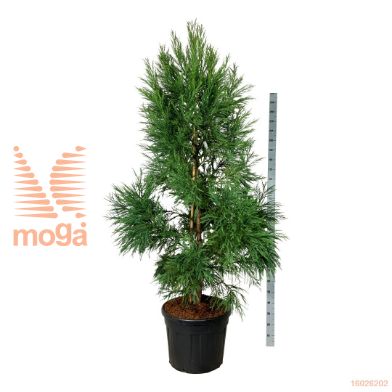 http://twentheplant.nl/tsd/55037_CRJKITAY_9C90200225E_1.jpg