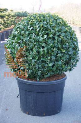 http://twentheplant.nl/tsd/93201_PRLANI_VBL100C230_1.jpg