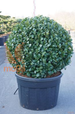 http://twentheplant.nl/tsd/93201_PRLHERBE_VBL100C230_1.jpg