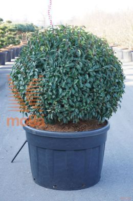 http://twentheplant.nl/tsd/93201_PRULANGU_VBL100C230_1.jpg