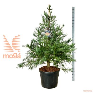 http://twentheplant.nl/tsd/55037_SEGHMONE_9C90150175E_1.jpg
