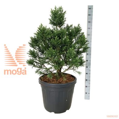 http://twentheplant.nl/tsd/55037_SEGCLAYT_9C55080100E_1.jpg