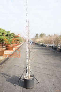 http://twentheplant.nl/tsd/93201_STJSNOWC_9c30150175_1.jpg