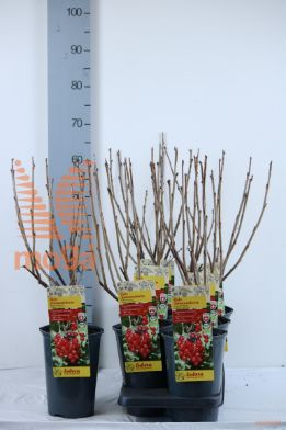 http://twentheplant.nl/tsd/61502_RIRIBEST_8P19040060_1.jpg