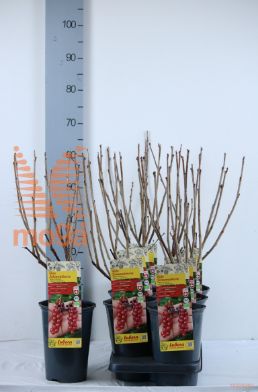 http://twentheplant.nl/tsd/61502_RIRSONET_8P19040060_1.jpg
