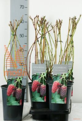 http://twentheplant.nl/tsd/61502_RUBLLOGA_8P19040060_1.jpg