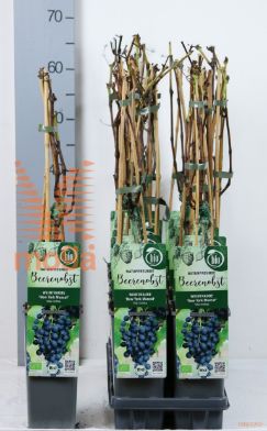 http://twentheplant.nl/tsd/61502_VINYMUSC_8P140400603_1.jpg