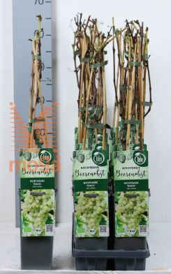 http://twentheplant.nl/tsd/61502_VISOLARI_8P140400603_1.jpg