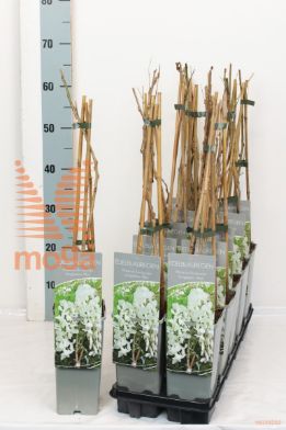 http://twentheplant.nl/tsd/61502_WIFLALBA_8P170400603ST_1.jpg