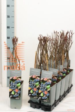 http://twentheplant.nl/tsd/61502_ARMHUGIN_8P17030040_1.jpg