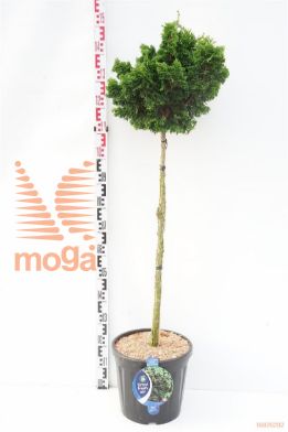 http://twentheplant.nl/tsd/54062_CHONGRAC_s090c18_1.jpg