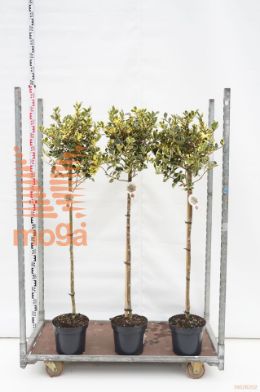 http://twentheplant.nl/tsd/89843_ILEAAMAR_s090p26_1.jpg