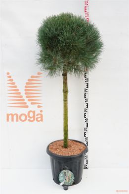 http://twentheplant.nl/tsd/54062_PISWATER_S080C25_1.jpg