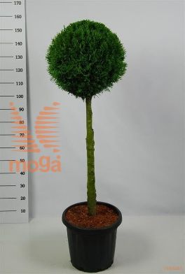 http://twentheplant.nl/tsd/54062_THOSMARA_S090C25_1.jpg