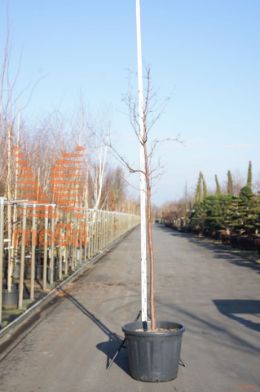 http://twentheplant.nl/tsd/93201_ACGRISEU_S150C110_1.jpg