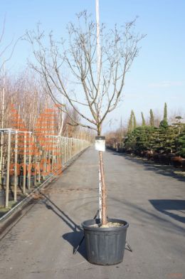 http://twentheplant.nl/tsd/93201_ACGRISEU_S120C110E_1.jpg