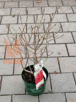 vretenčasta bodika "Jingle Bells"