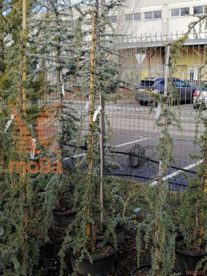 Cedrus atlantica "Glauca Pendula" |175-200|C30/40