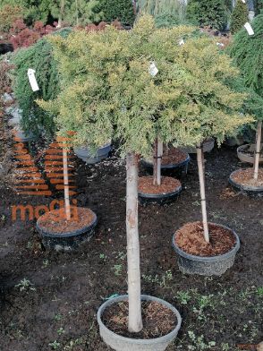 Juniperus pfitzeriana "Old Gold" |1/2-Std|FI:60-80|C15