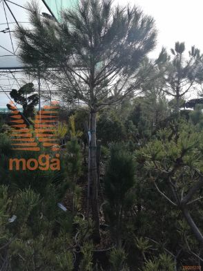 Pinus pinea |20/25|3/4-Std|C70