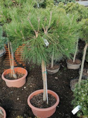 Pinus nigra "Brepo" ® |1/2-Std|FI:40-50|C15