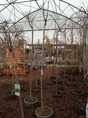 Robinia pseudoacacia "Umbraculifera" |10/12|H-Std-210|C30