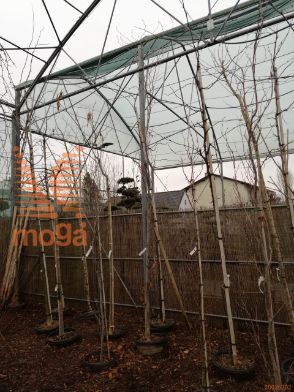 Liquidambar styraciflua "Gum Ball" |16/18|1/2-Std-90|C35