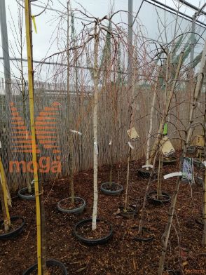 Betula pendula "Youngii" |10/12|H-Std|C35