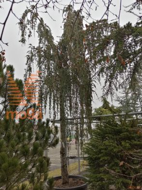 Cedrus atlantica "Glauca Pendula" |40/45|H-Std|C375