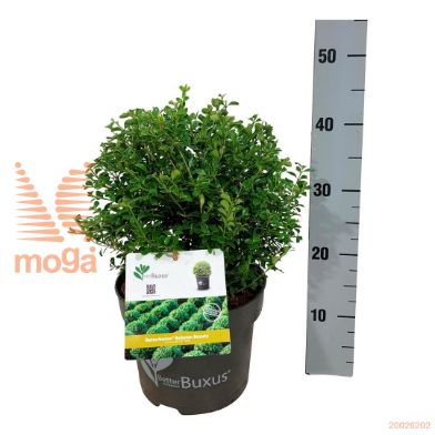 http://twentheplant.nl/tsd/55028_BBBBEAUT_VBL2530P23_1.jpg