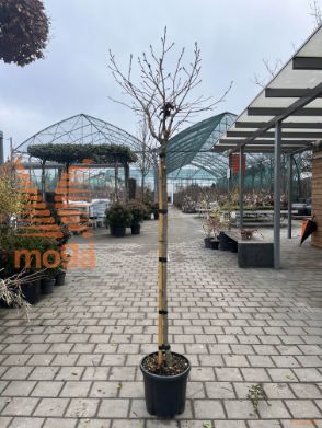 Liquidambar styraciflua "Gum Ball" |6/8|3/4-Std-140|C18