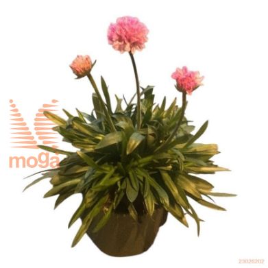 http://twentheplant.nl/tsd/98775_ARPDAYDR_8P14LEV_1.jpg