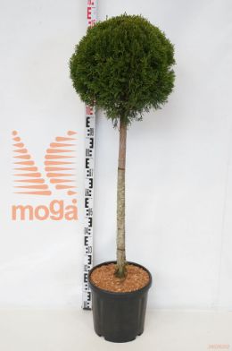 http://twentheplant.nl/tsd/54062_THOSMARA_S080C18_1.jpg