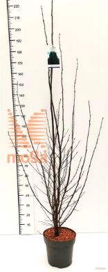 http://twentheplant.nl/tsd/91250_CABFASTI_9c10175200_1.jpg