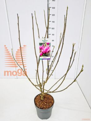 http://twentheplant.nl/tsd/91250_MASHIRAZ_8P26080100_1.jpg