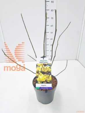 http://twentheplant.nl/tsd/91250_MASTARBU_8P23050060_1.jpg