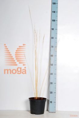 http://twentheplant.nl/tsd/82803_MOCHEIDE_8P19_2.jpg