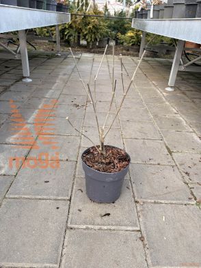 sirski oslez "Ardens"