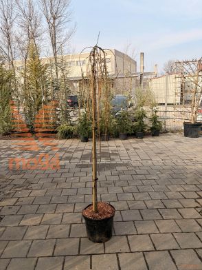 Larix decidua "Puli" |1/2-Std-120|C10