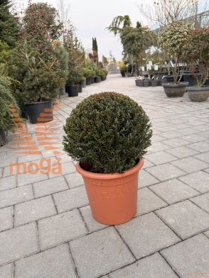 Taxus baccata |35-40|Ball|FI:35-40|C7,5