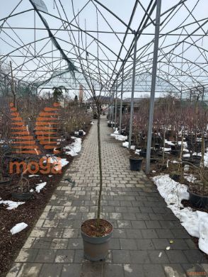 Prunus kurilensis "Brillant"