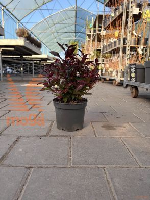 Leucothoe "Zeblid"