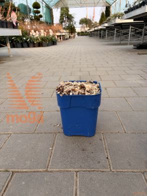 Agapanthus "Sunfield"