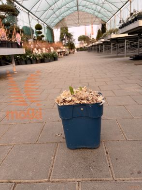 Agapanthus "Monique"