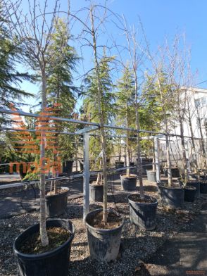 Prunus serrulata "Kiku-shidare-zakura" |14/16|H-Std|C65