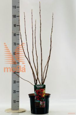 http://twentheplant.nl/tsd/69503_RISKEDWA_8P23060100_1.jpg