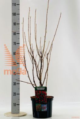 http://twentheplant.nl/tsd/69503_RISPSCAR_8P23060100_1.jpg
