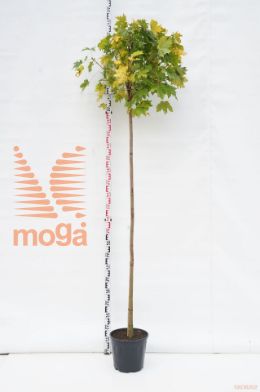 http://twentheplant.nl/tsd/69506_ACPGLOBO_s180c15_1.jpg
